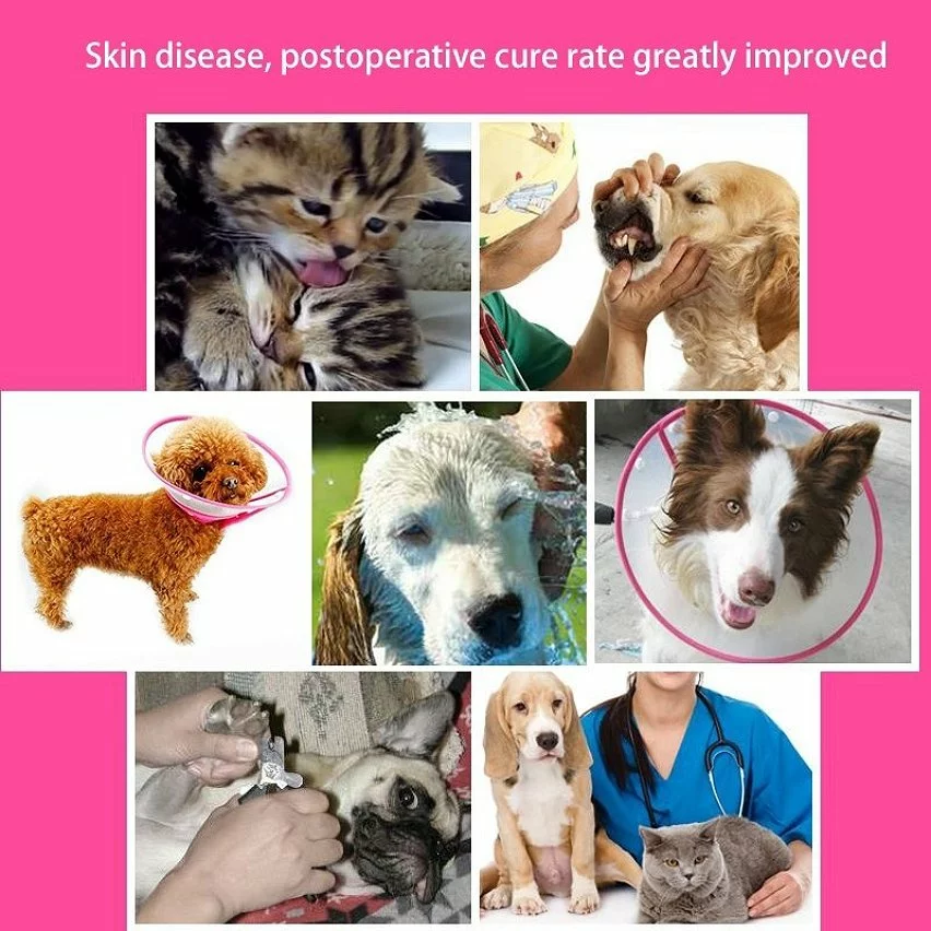 Top 10 😀 Wewoo Pour chien Animal de compagnie vert Collier Couvre-chef Entonnoir Taille: L 26-30cm Collerette plastique anti mordillement 😀 8 Top 10 😀 Wewoo Pour chien Animal de compagnie vert Collier Couvre-chef Entonnoir Taille: L 26-30cm Collerette plastique anti mordillement 😀 – Image 6