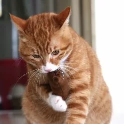 Les meilleures critiques de ⌛ Wewoo 2 PCS Dents De Catnip Jouets Drôle Interactive Chat En Peluche Jouet Pour Animaux De Compagnie Chaton Jouet À Mâcher Griffes Pouce Morsure Chat Menth 🤩 14 Les meilleures critiques de ⌛ Wewoo 2 PCS Dents De Catnip Jouets Drôle Interactive Chat En Peluche Jouet Pour Animaux De Compagnie Chaton Jouet À Mâcher Griffes Pouce Morsure Chat Menth 🤩 -Bon plan Animalerie 3615612600110 6