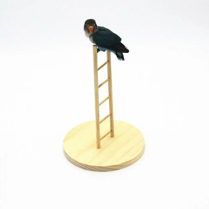 Remise 👍 Wewoo Jouet pour Échelle de 👗 dressage debout d'échelle de formation de de de perroquet de hamsterspécification 6 ✔️ 5 Remise 👍 Wewoo Jouet pour Échelle de 👗 dressage debout d'échelle de formation de de de perroquet de hamsterspécification 6 ✔️ – Image 3