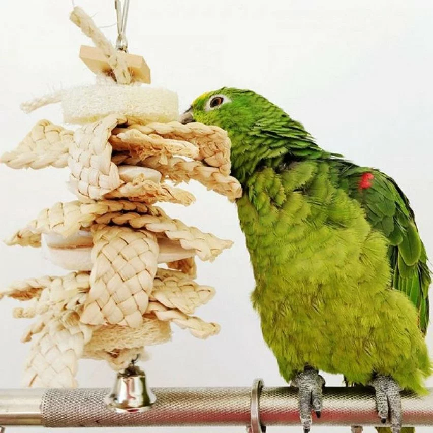 Remise 🤩 Wewoo Jouet pour de morsure de flocon de maïs avec os de seiche et de 😀 3 Remise 🤩 Wewoo Jouet pour de morsure de flocon de maïs avec os de seiche et de 😀