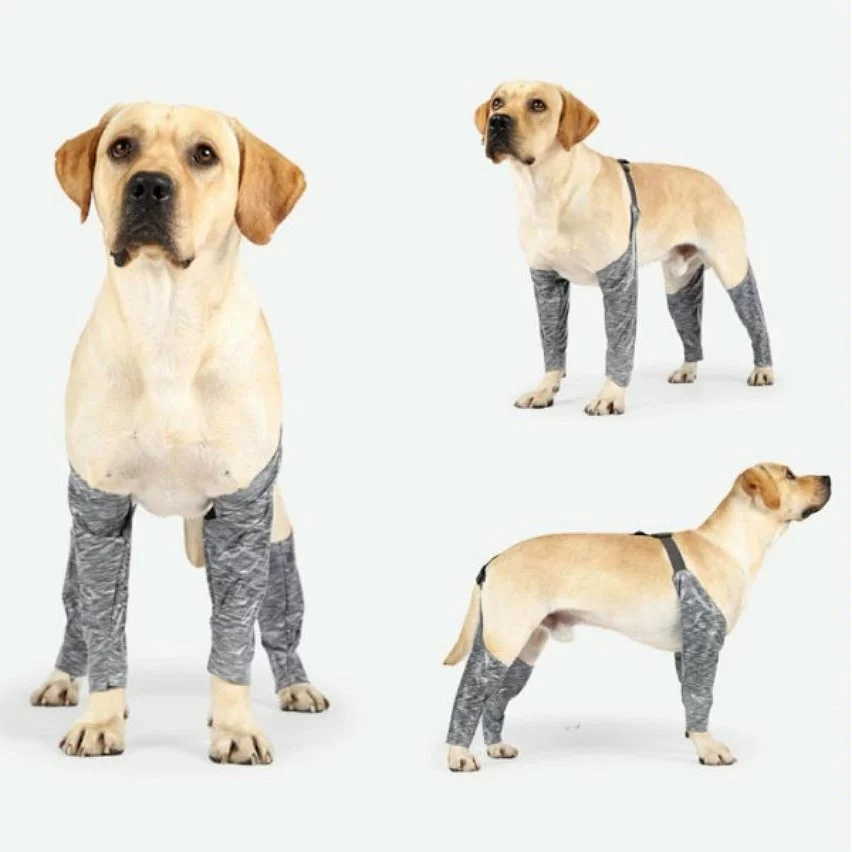 Bon marché ❤️ Wewoo Pantalon d'extérieur à quatre pattes pour chien Couvre-jambe de bretelle imperméable et anti-saleté pour animaux de compagnie, taille: XXL (gris) 👍 8 Bon marché ❤️ Wewoo Pantalon d'extérieur à quatre pattes pour chien Couvre-jambe de bretelle imperméable et anti-saleté pour animaux de compagnie, taille: XXL (gris) 👍 – Image 6