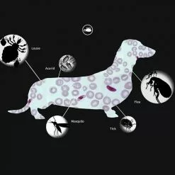 Offres 😀 Wewoo 5 PCS Pet Puces & Anti-Poux Collier Pet In Vitro Insectifuge Anneau, Taille: Chat / 38cm 🤩 -Bon plan Animalerie 3615615257533 7