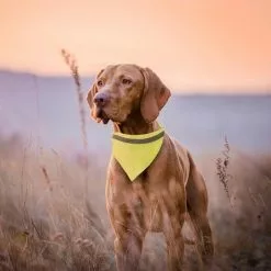 Grosses soldes 👍 Totalcadeau Collier à bande réfléchissante pour chien et animal de compagnie 🛒 -Bon plan Animalerie 3664996338560 2