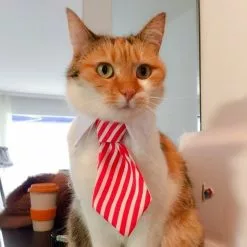 Meilleure vente ⭐ Totalcadeau Col cravate pour animal de compagnie chat chien déguisement rayure blanche et rouge ✨ -Bon plan Animalerie 3664996339017 2