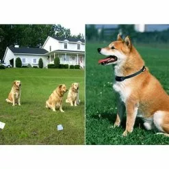 Meilleur prix 🔔 Collier de 👗 Dressage Pour Chien Stimulation Électrostatique Barrière Invisible - YONIS 😍 13 Meilleur prix 🔔 Collier de 👗 Dressage Pour Chien Stimulation Électrostatique Barrière Invisible - YONIS 😍 -Bon plan Animalerie 3700666553588 7