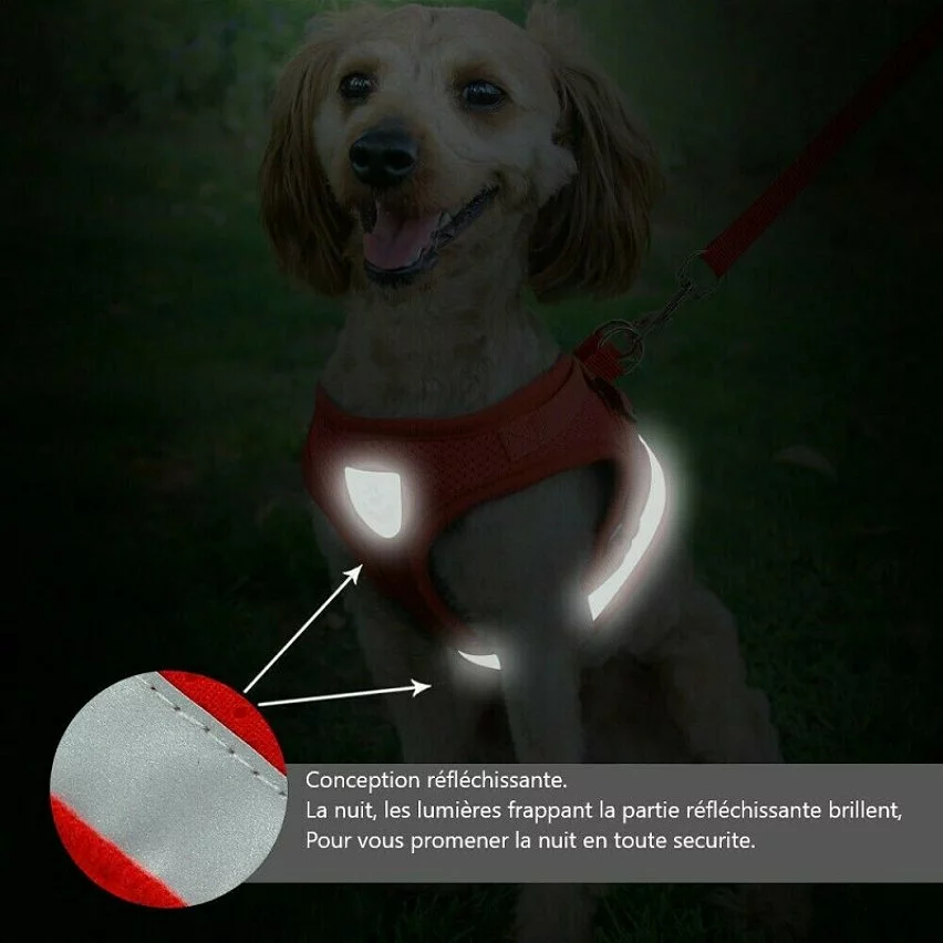 Bon marché 😀 Passionimaux59 Harnais Souple Respirant Réfléchissant + Laisse pour Chien Chiot Chat - Rouge - XS 🔔 6 Bon marché 😀 Passionimaux59 Harnais Souple Respirant Réfléchissant + Laisse pour Chien Chiot Chat - Rouge - XS 🔔 – Image 4
