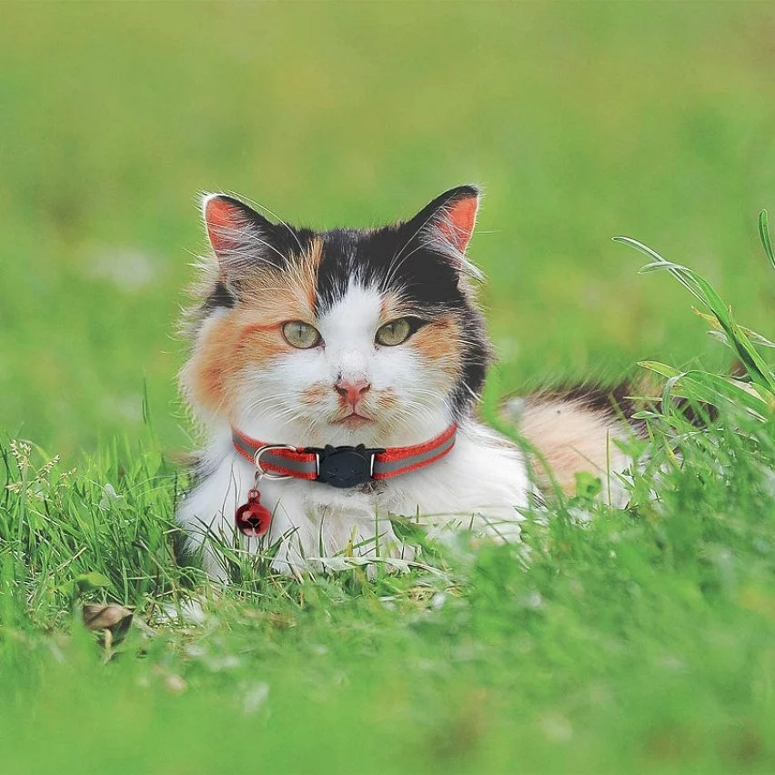 Grosses soldes 🔔 Passionimaux59 Collier Nylon Réfléchissant Anti Étranglement Pour Chat Chaton avec Grelot - Jaune 👏 4 Grosses soldes 🔔 Passionimaux59 Collier Nylon Réfléchissant Anti Étranglement Pour Chat Chaton avec Grelot - Jaune 👏 – Image 2