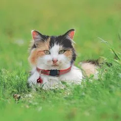 Vente flash 😉 Passionimaux59 Collier Nylon Réfléchissant Anti Étranglement Pour Chat Chaton avec Grelot - Vert Fluo 🔔 -Bon plan Animalerie 3701491702820 4 9