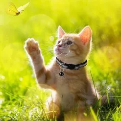 Vente flash 😉 Passionimaux59 Collier Nylon Réfléchissant Anti Étranglement Pour Chat Chaton avec Grelot - Vert Fluo 🔔 -Bon plan Animalerie 3701491702820 5 11