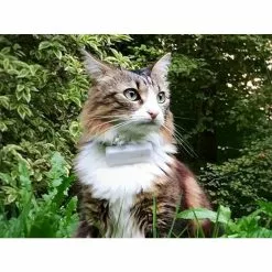 Bon marché 😍 Traceur GPS pour Chat Weenect 😉 -Bon plan Animalerie 3770000300109 3